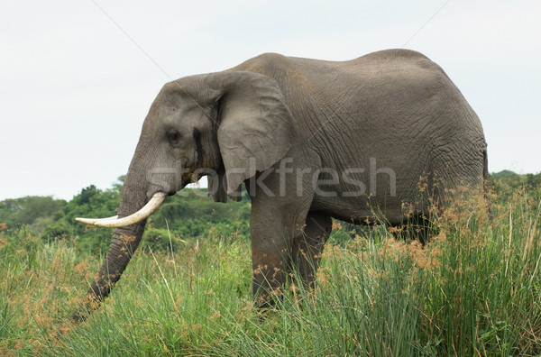 Elephant in Africa sideways Stock photo © prill