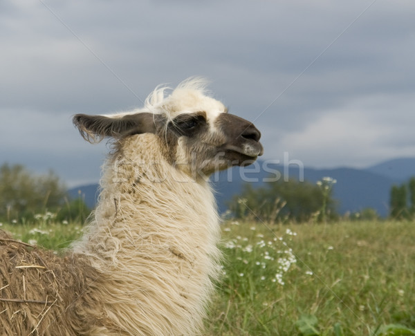 lama in cloudy ambiance Stock photo © prill
