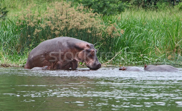 some Hippos waterside  in Africa Stock photo © prill