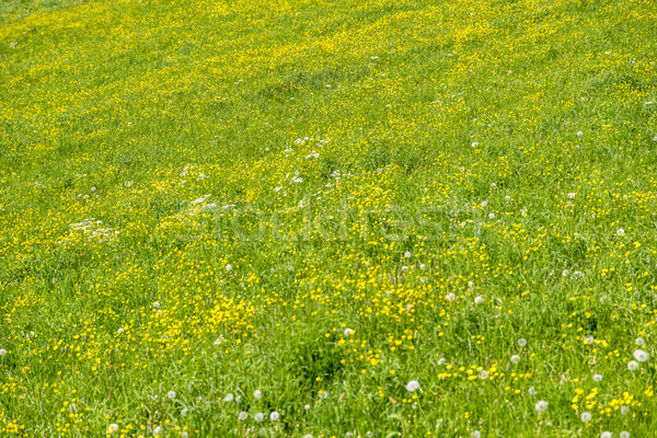 meadow at springtime Stock photo © prill