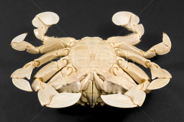 underside of a moon crab Stock photo © prill