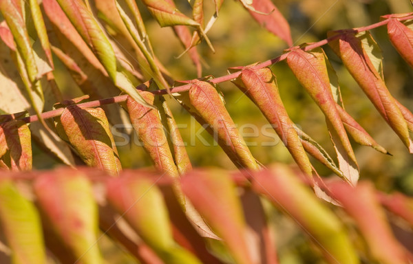 staghorn sumac leaves Stock photo © prill