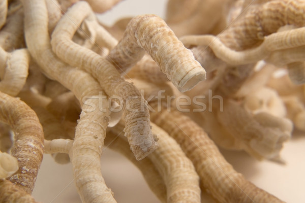 蠕蟲 細節 光 棕色 背面 商業照片 © prill