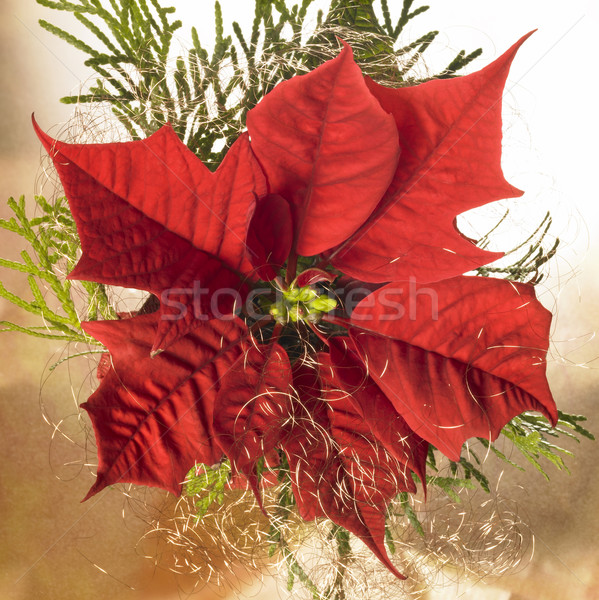 poinsettia flower Stock photo © prill