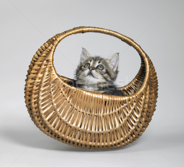 kitten looking up in small basket Stock photo © prill