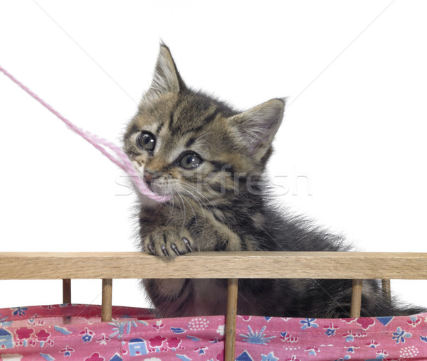 kitten and pink wool Stock photo © prill