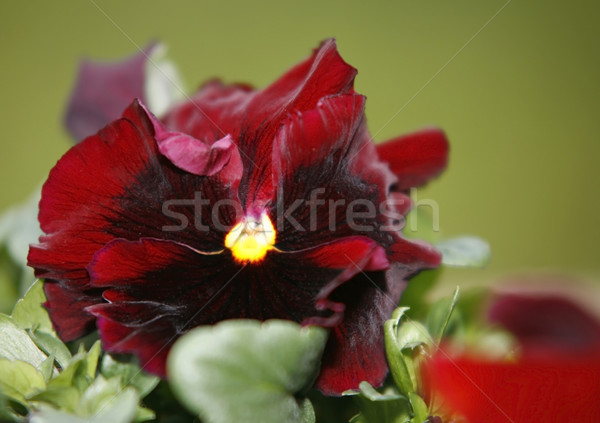 viola flowers Stock photo © prill