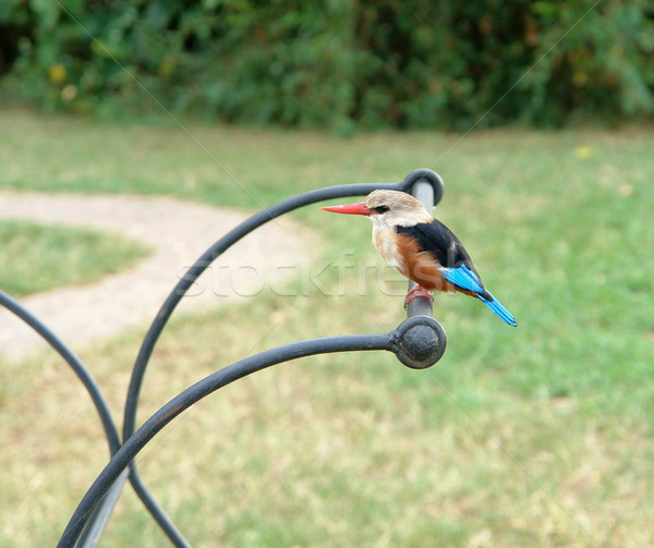 Ijsvogel afrika vogel Oeganda vergadering metalen Stockfoto © prill