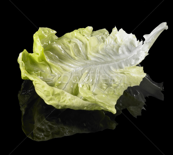 fresh green lettuce leaf Stock photo © prill