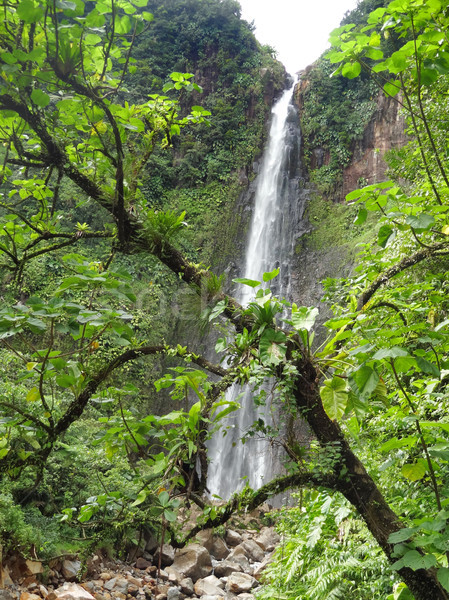 caribbean waterfall Stock photo © prill