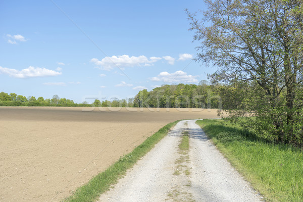 field path at spring time Stock photo © prill