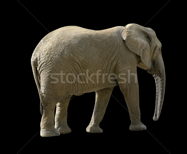 Elefant african negru înapoi elefant simplu însorit Imagine de stoc © prill