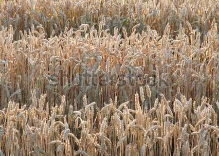 sunny wheat field detail Stock photo © prill