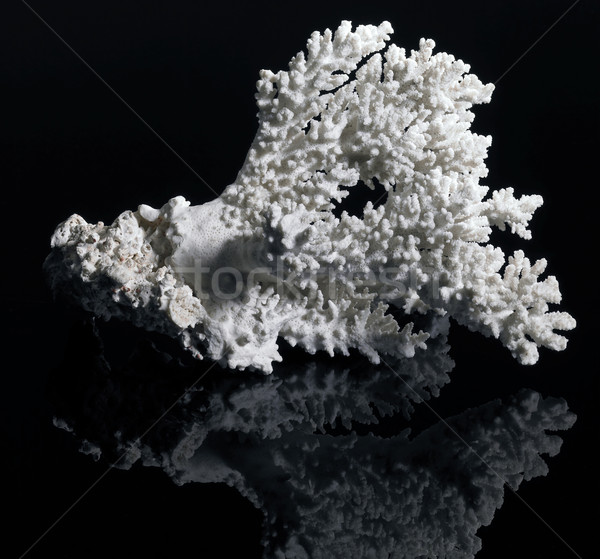 white coral Stock photo © prill