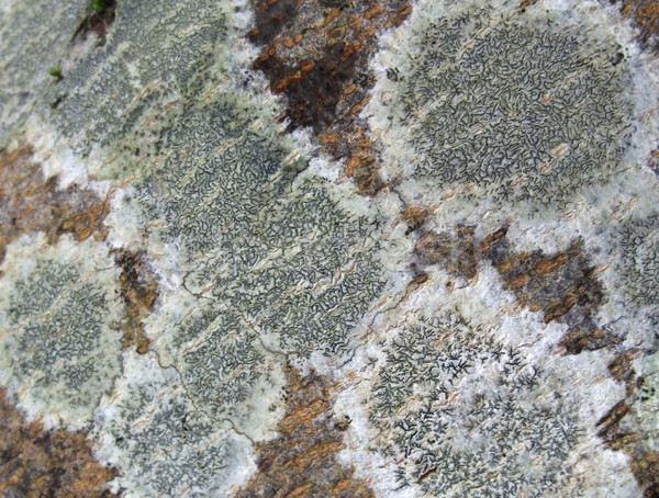 lichen closeup Stock photo © prill