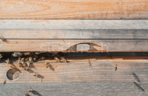 Zdjęcia stock: Ul · wejście · słoneczny · drewna · owadów