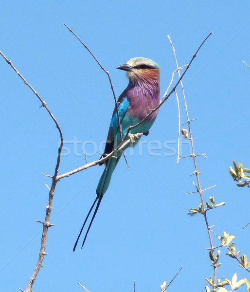 Lilac-breasted roller Stock photo © prill