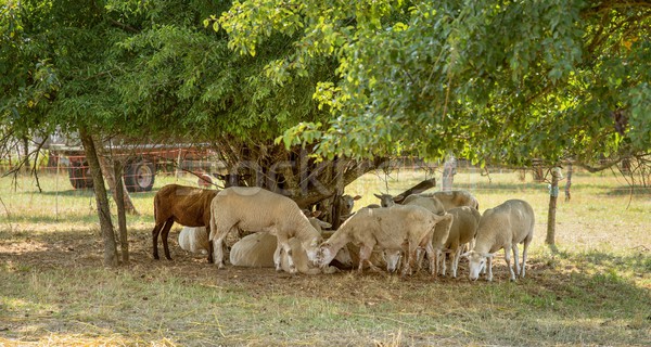 sheep in the shade Stock photo © prill