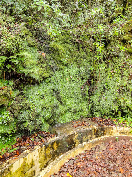 Csatorna Madeira sziget víz fa erdő Stock fotó © prill