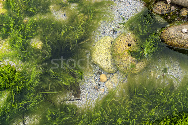 overgrown coastal detail Stock photo © prill
