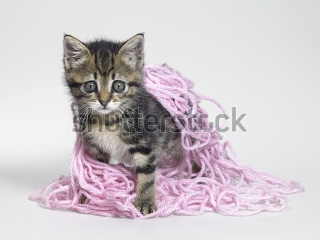 kitten and pink wool Stock photo © prill