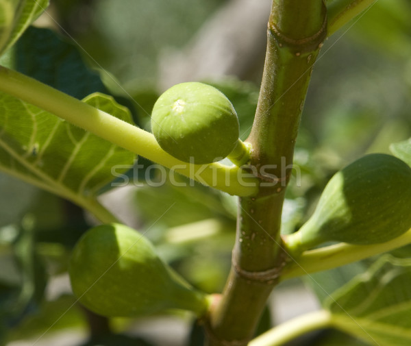 fig tree and figs Stock photo © prill