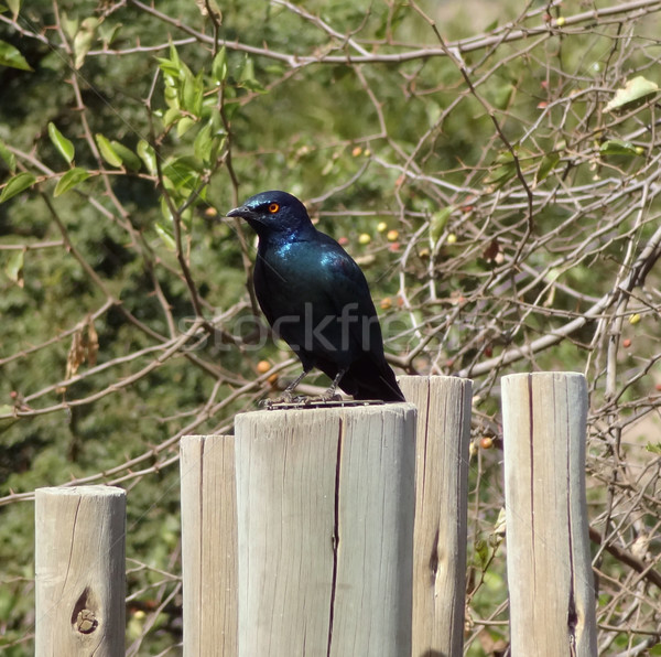 glossy starling Stock photo © prill