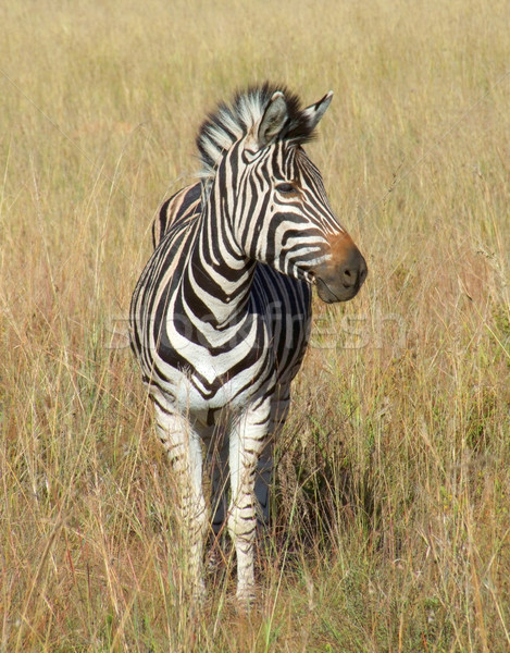 Zebra in Southafrica Stock photo © prill