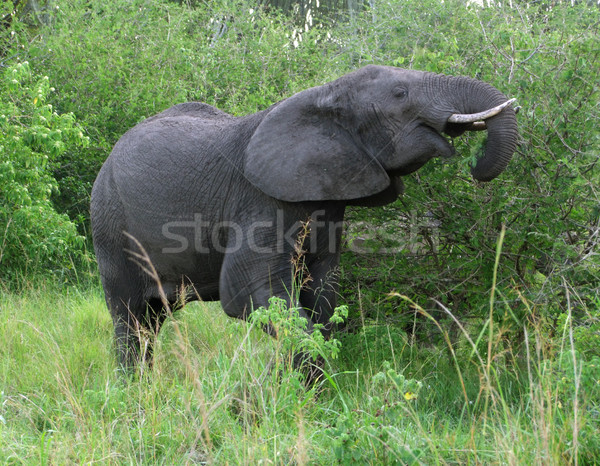 Stock fotó: Elefánt · zöld · növényzet · Uganda · Afrika · fű