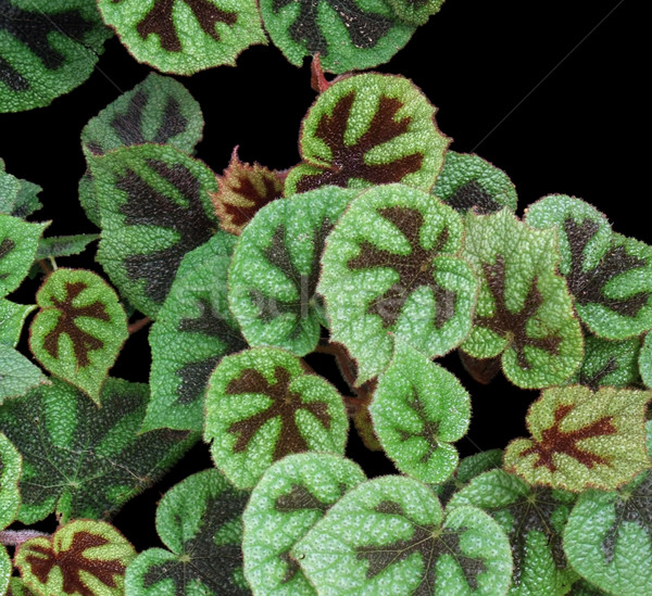bicolored leaves in black back Stock photo © prill