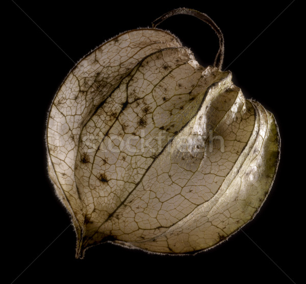 rotten chinese lantern Stock photo © prill