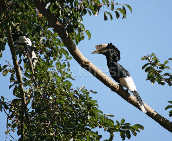 Silvery-cheeked Hornbill in Africa Stock photo © prill
