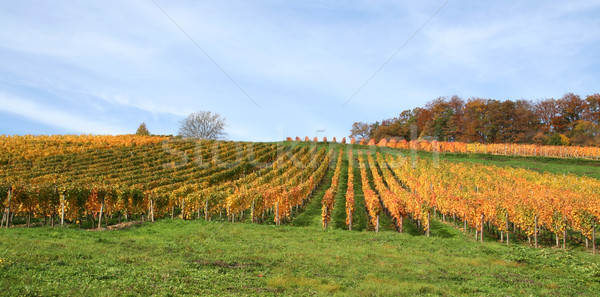 autumn vineyard scenery Stock photo © prill