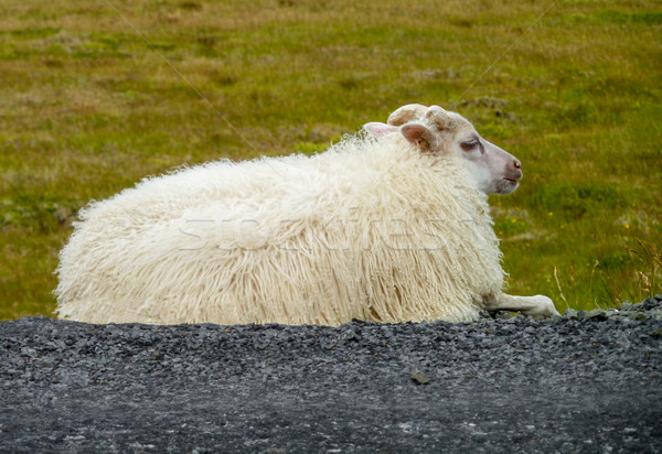 Icelandic sheep in Iceland Stock photo © prill