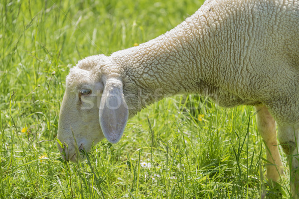 grazing sheep at spring time Stock photo © prill