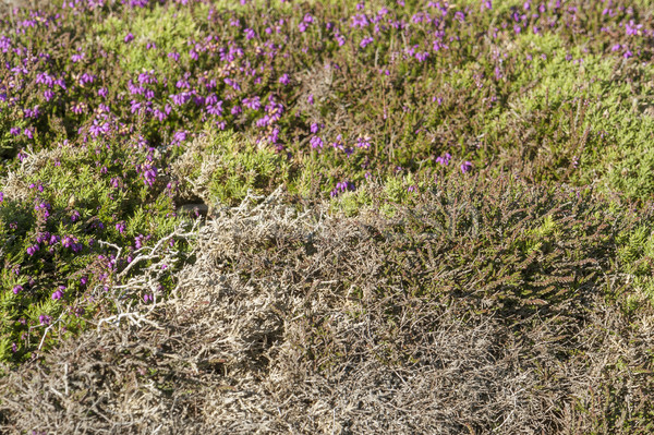 heather vegetation at Pointe du Van in Brittany Stock photo © prill