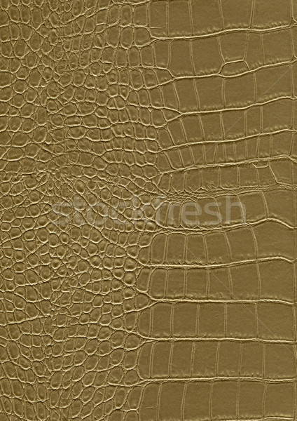 reptile skin surface Stock photo © prill