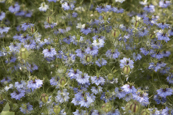 lots of nigella damascena flowers Stock photo © prill