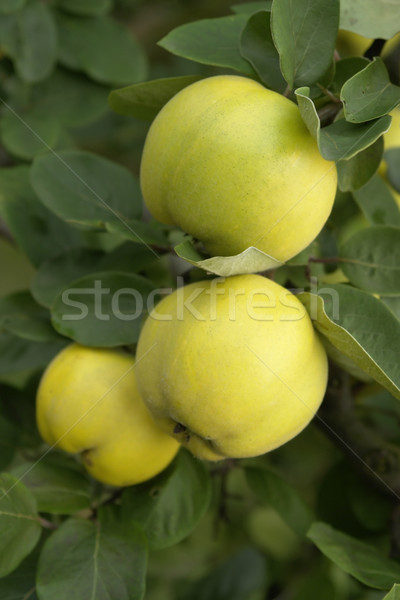 yellow quinces and green leaves Stock photo © prill