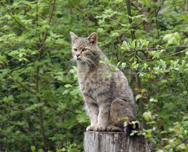 wildcat in natural ambiance Stock photo © prill