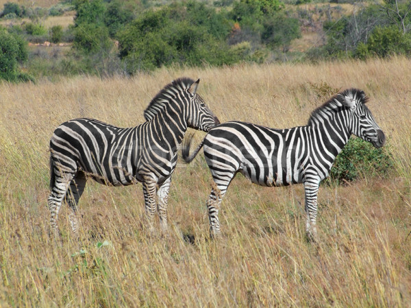 Zebras in Southafrica Stock photo © prill