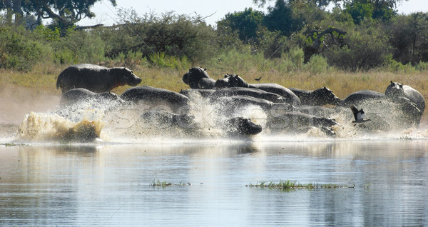 Hippos in Botswana Stock photo © prill