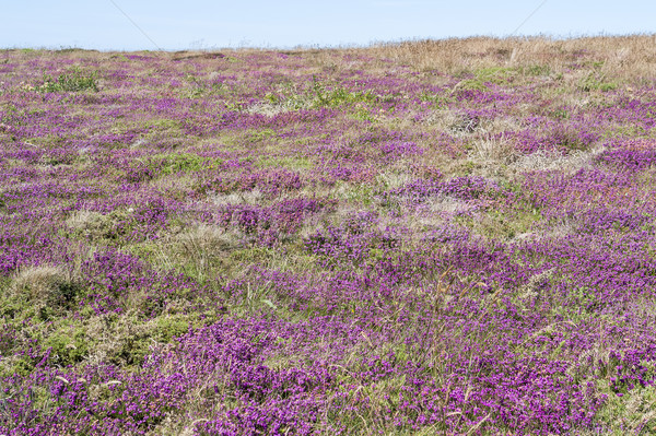 colorful heath vegetation Stock photo © prill