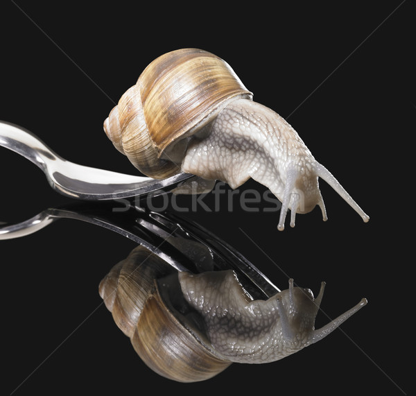 Weinrebe Schnecke Gabel Studio Fotografie dunkel Stock foto © prill