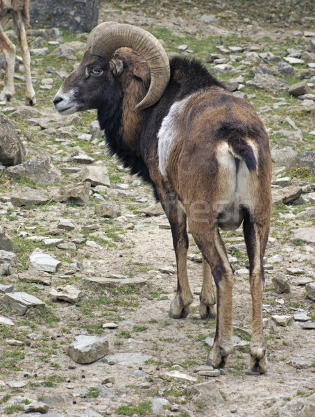 Mouflon in stony ambiance Stock photo © prill