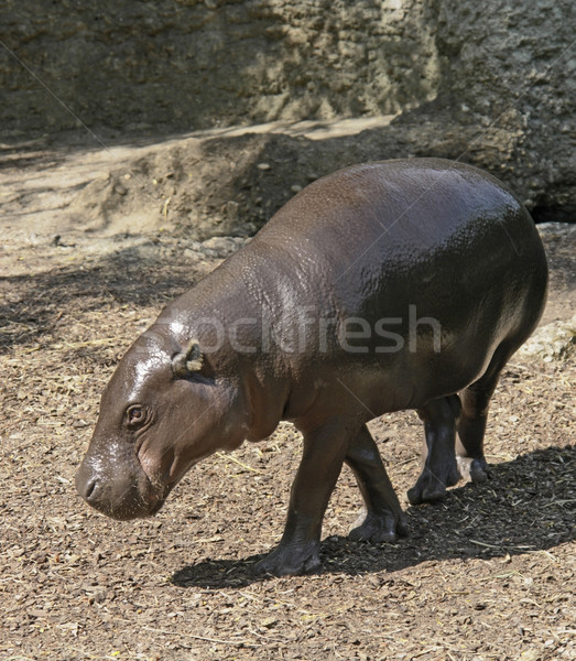 Stock photo: Pygmy Hippopotamus