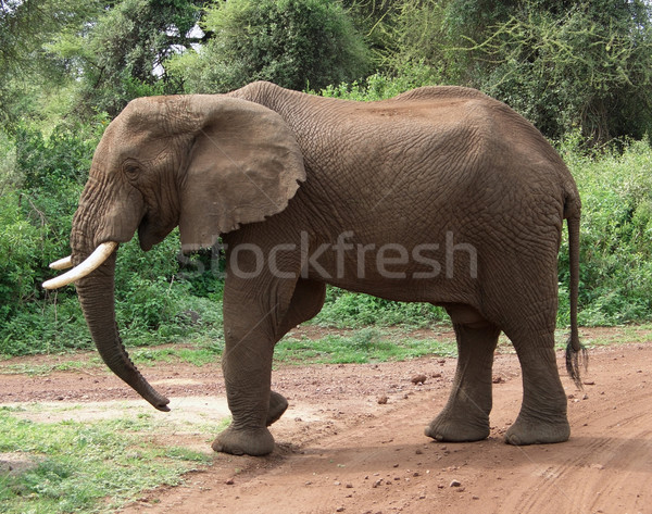 Imagine de stoc: Elefant · Africa · elefant · african · Tanzania · mediu · tufiş