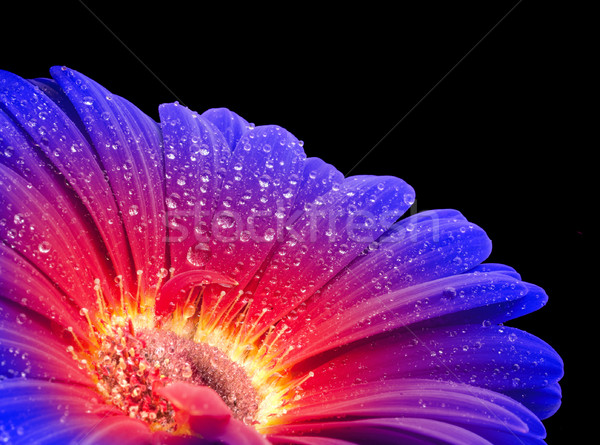 wet rgradient gerbera flower closeup Stock photo © prill