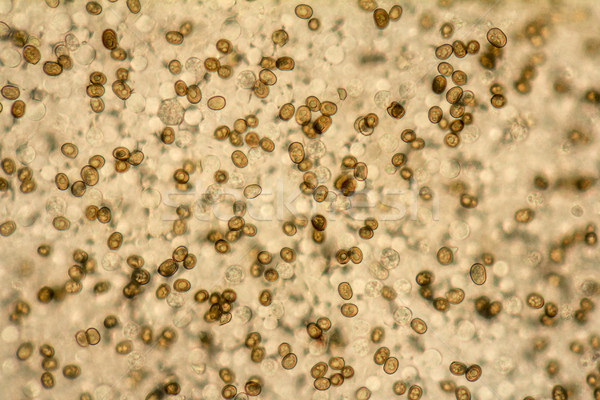 Ciupercă full-frame detaliu ştiinţă plantă Imagine de stoc © prill