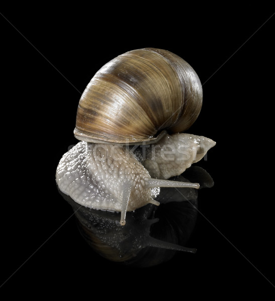 Grapevine snail on black Stock photo © prill